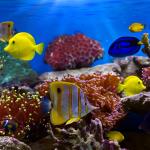 Fish and Corals